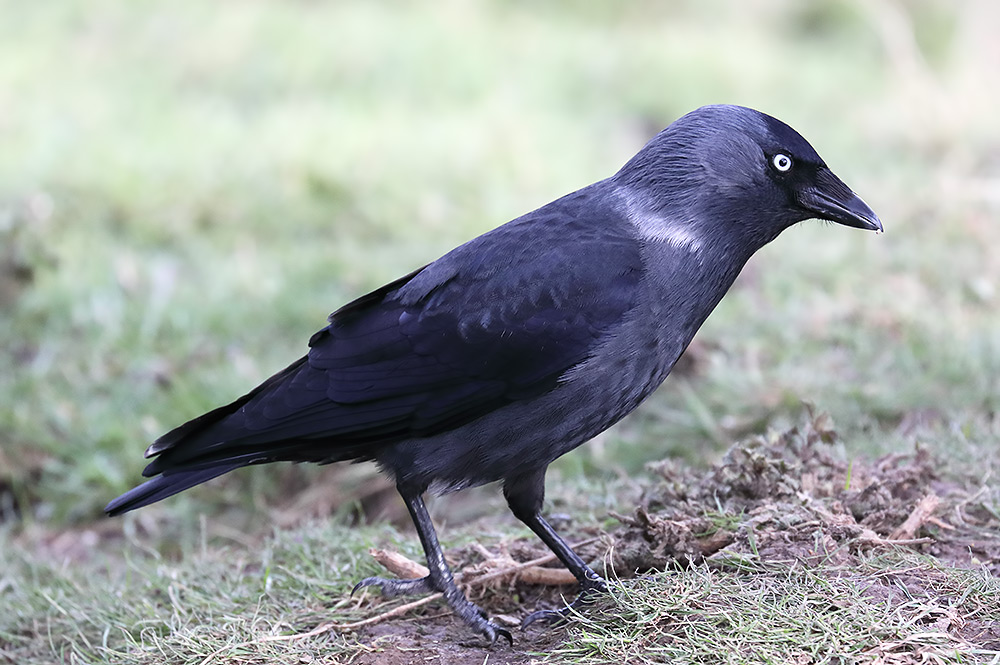 Nordic? jackdaw